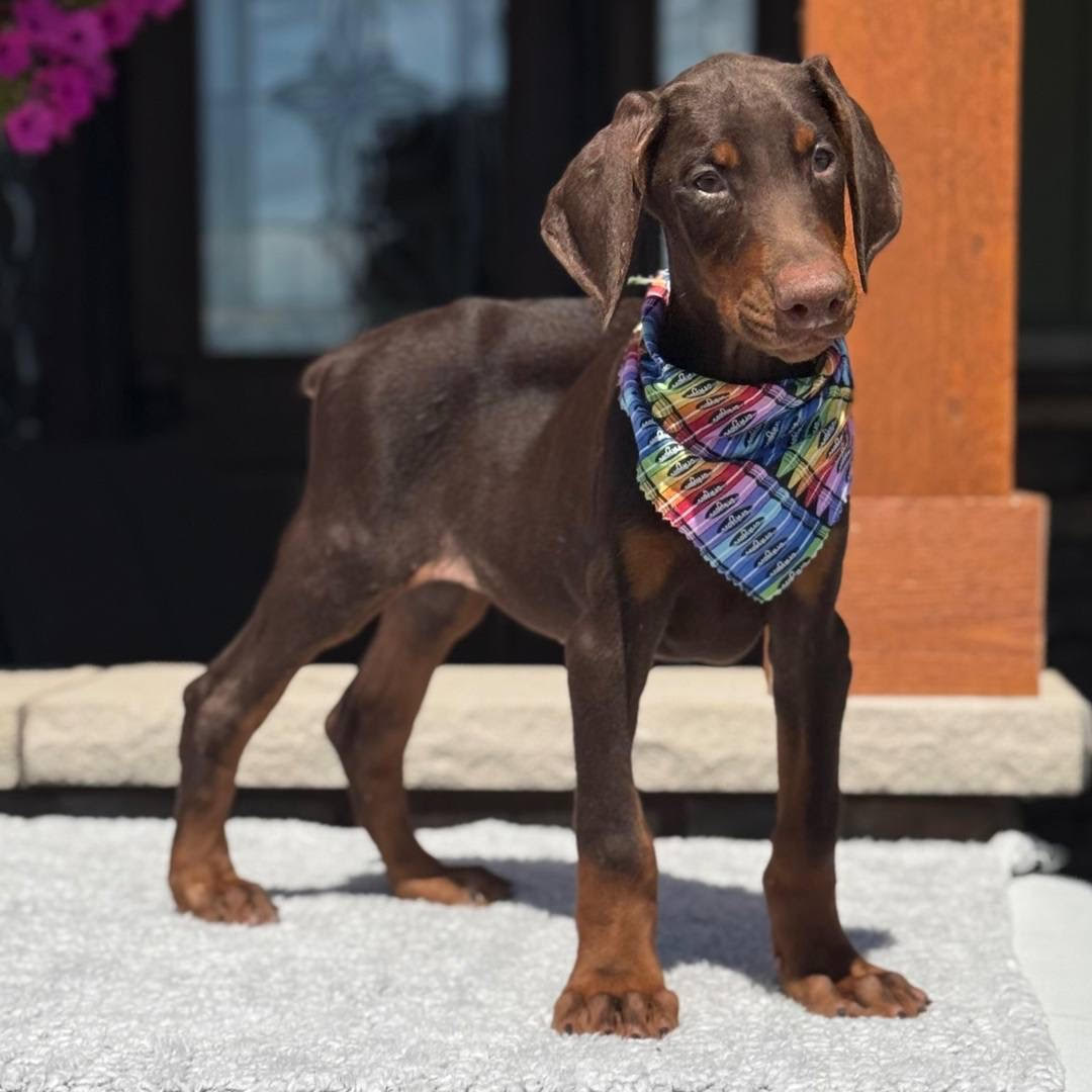 Ivy the female Dobermann puppy